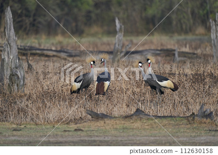 Grey Crowned Crane 112630158