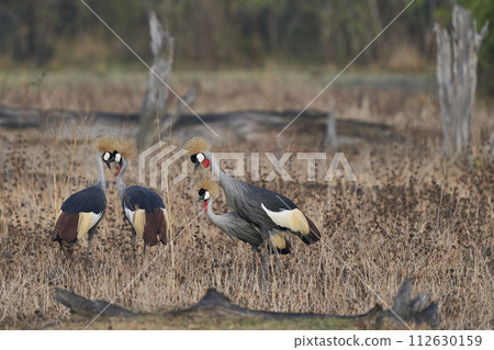 Grey Crowned Crane 112630159