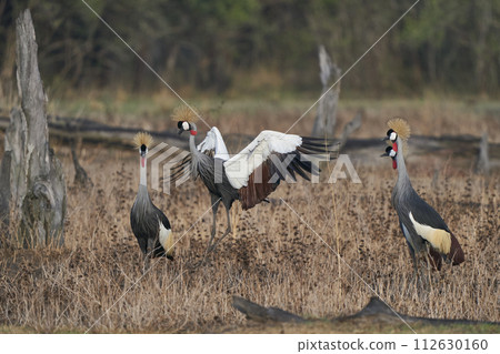Grey Crowned Crane Grey Crowned Crane 112630160