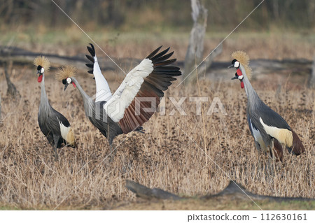 Grey Crowned Crane 112630161