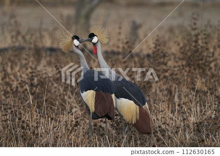 Grey Crowned Crane Grey Crowned Crane 112630165