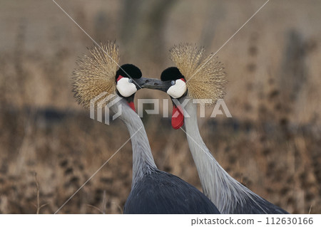Grey Crowned Crane Grey Crowned Crane 112630166