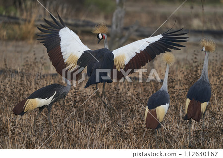 Grey Crowned Crane Grey Crowned Crane 112630167