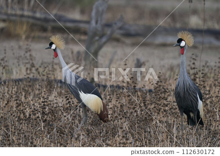 Grey Crowned Crane Grey Crowned Crane 112630172