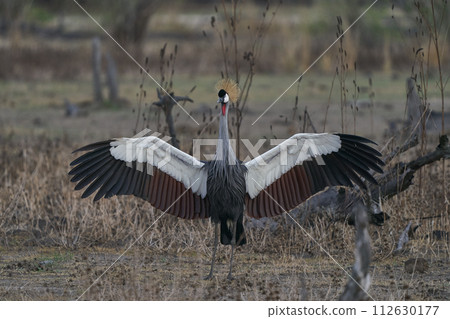 Grey Crowned Crane Grey Crowned Crane 112630177
