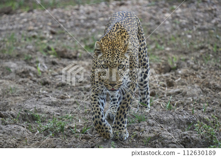 Female Leopard 112630189