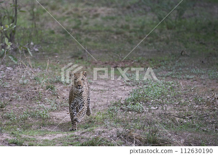Female Leopard 112630190