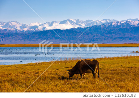 milk cow grazing on shore of mountain lake with floating ducks at sunny autumn afternoon 112630198