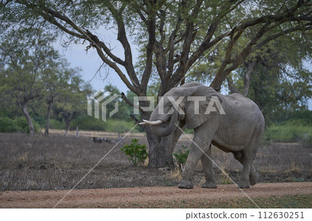 Bull African Elephant browsing Bull African Elephant browsing 112630251