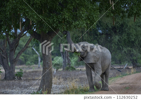 Bull African Elephant browsing 112630252