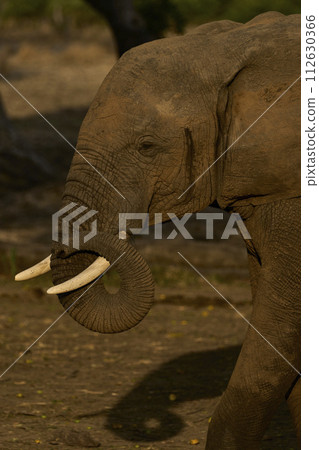 Male African Elephant  feeding under a mango tree 112630366