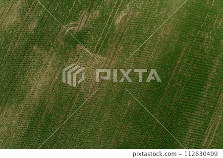 Clean background green grass field in Ukraine. Ukrainian ground farming nature summer meadow 112630409