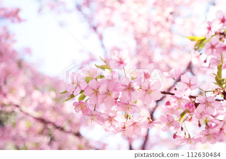 Pink cherry tree Pink cherry tree 112630484