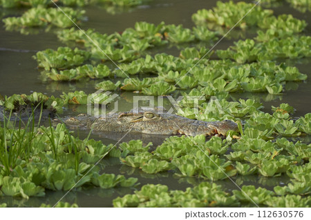 Nile Crocodile Nile Crocodile 112630576