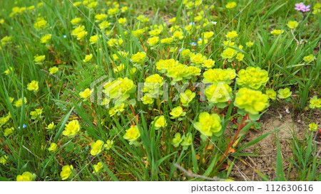 Euphorbia, flowering plant, spurge, Euphorbiaceae. Euphorbia serrata, serrated Tintern spurge, sawtooth upright spurge. Perennial herb. At the ends of the branches are inflorescences of tiny flowers. 112630616
