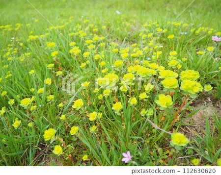 Euphorbia, flowering plant, spurge, Euphorbiaceae. Euphorbia serrata, serrated Tintern spurge, sawtooth upright spurge. Perennial herb. At the ends of the branches are inflorescences of tiny flowers. Euphorbia, flowering plant, spurge, Euphorbiaceae. Euphorbia serrata, serrated Tintern spurge, sawtooth upright spurge. Perennial herb. At the ends of the branches are inflorescences of tiny flowers. 112630620