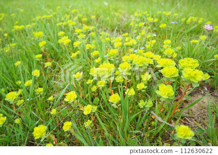 Euphorbia, flowering plant, spurge, Euphorbiaceae. Euphorbia serrata, serrated Tintern spurge, sawtooth upright spurge. Perennial herb. At the ends of the branches are inflorescences of tiny flowers. 112630622