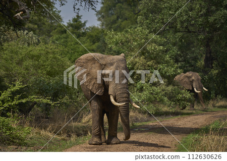Bachelor group of male African Elephant Bachelor group of male African Elephant 112630626