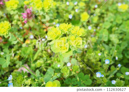 Euphorbia, flowering plant, spurge, Euphorbiaceae. Euphorbia serrata, serrated Tintern spurge, sawtooth upright spurge. Perennial herb. At the ends of the branches are inflorescences of tiny flowers. Euphorbia, flowering plant, spurge, Euphorbiaceae. Euphorbia serrata, serrated Tintern spurge, sawtooth upright spurge. Perennial herb. At the ends of the branches are inflorescences of tiny flowers. 112630627