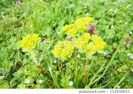 Euphorbia, flowering plant, spurge, Euphorbiaceae. Euphorbia serrata, serrated Tintern spurge, sawtooth upright spurge. Perennial herb. At the ends of the branches are inflorescences of tiny flowers. Euphorbia, flowering plant, spurge, Euphorbiaceae. Euphorbia serrata, serrated Tintern spurge, sawtooth upright spurge. Perennial herb. At the ends of the branches are inflorescences of tiny flowers. 112630631