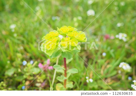 Euphorbia, flowering plant, spurge, Euphorbiaceae. Euphorbia serrata, serrated Tintern spurge, sawtooth upright spurge. Perennial herb. At the ends of the branches are inflorescences of tiny flowers. Euphorbia, flowering plant, spurge, Euphorbiaceae. Euphorbia serrata, serrated Tintern spurge, sawtooth upright spurge. Perennial herb. At the ends of the branches are inflorescences of tiny flowers. 112630635