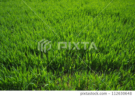 Good crops of winter wheat in the spring farm field. Green sprouts of winter wheat background. View of green meadow with growing young cereals grass. Agricultural business. Triticum aestivum Good crops of winter wheat in the spring farm field. Green sprouts of winter wheat background. View of green meadow with growing young cereals grass. Agricultural business. Triticum aestivum 112630648