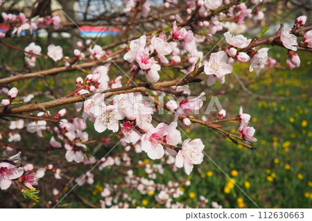 Apricot or peach branch with flowers in spring bloom. Pink purple spring flowers. Prunus armeniaca flowers with five white to pinkish petals. They are produced singly or in pairs in early spring 112630663