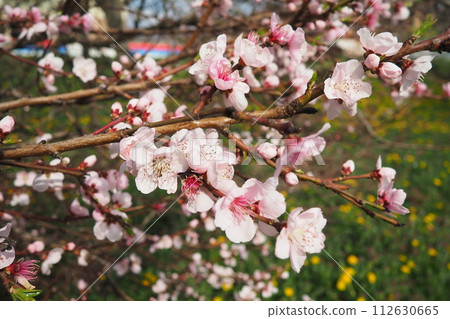 Apricot or peach branch with flowers in spring bloom. Pink purple spring flowers. Prunus armeniaca flowers with five white to pinkish petals. They are produced singly or in pairs in early spring 112630665