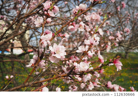 Apricot or peach branch with flowers in spring bloom. Pink purple spring flowers. Prunus armeniaca flowers with five white to pinkish petals. They are produced singly or in pairs in early spring Apricot or peach branch with flowers in spring bloom. Pink purple spring flowers. Prunus armeniaca flowers with five white to pinkish petals. They are produced singly or in pairs in early spring 112630666
