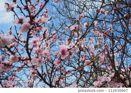 Apricot or peach branch with flowers in spring bloom. Pink purple spring flowers. Prunus armeniaca flowers with five white to pinkish petals. They are produced singly or in pairs in early spring Apricot or peach branch with flowers in spring bloom. Pink purple spring flowers. Prunus armeniaca flowers with five white to pinkish petals. They are produced singly or in pairs in early spring 112630667