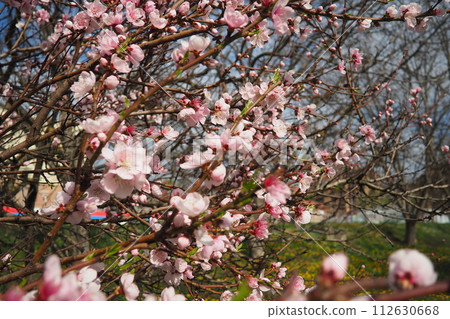 Apricot or peach branch with flowers in spring bloom. Pink purple spring flowers. Prunus armeniaca flowers with five white to pinkish petals. They are produced singly or in pairs in early spring 112630668