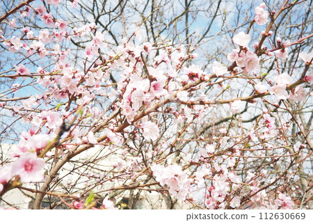 Apricot or peach branch with flowers in spring bloom. Pink purple spring flowers. Prunus armeniaca flowers with five white to pinkish petals. They are produced singly or in pairs in early spring Apricot or peach branch with flowers in spring bloom. Pink purple spring flowers. Prunus armeniaca flowers with five white to pinkish petals. They are produced singly or in pairs in early spring 112630669