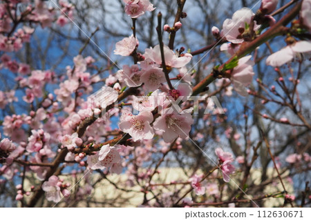 Apricot or peach branch with flowers in spring bloom. Pink purple spring flowers. Prunus armeniaca flowers with five white to pinkish petals. They are produced singly or in pairs in early spring Apricot or peach branch with flowers in spring bloom. Pink purple spring flowers. Prunus armeniaca flowers with five white to pinkish petals. They are produced singly or in pairs in early spring 112630671