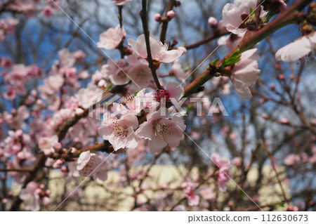 Apricot or peach branch with flowers in spring bloom. Pink purple spring flowers. Prunus armeniaca flowers with five white to pinkish petals. They are produced singly or in pairs in early spring 112630673