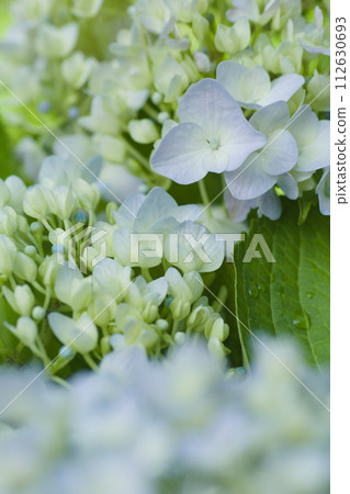 Hydrangea that feels gentle 112630693