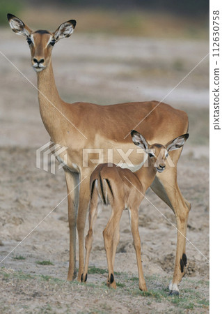 Young Impala 112630758