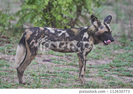 African Wild Dog African Wild Dog 112630773