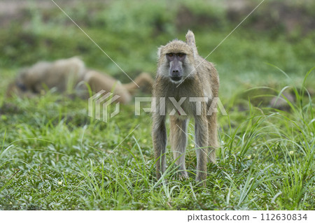 Troop of Yellow Baboon Troop of Yellow Baboon 112630834
