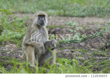 Troop of Yellow Baboon 112630835