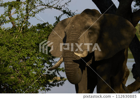 Bull African Elephant feeding Bull African Elephant feeding 112630885