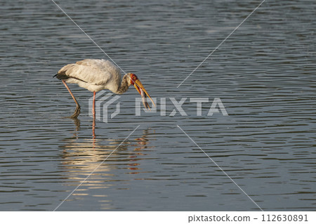 Yellow-billed Stork 112630891