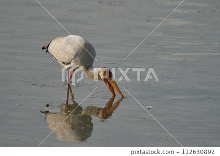 Yellow-billed Stork Yellow-billed Stork 112630892