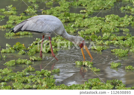 Yellow-billed Stork 112630893