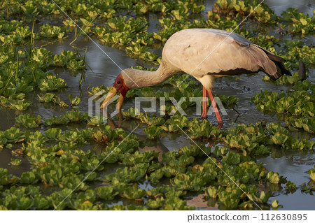 Yellow-billed Stork 112630895