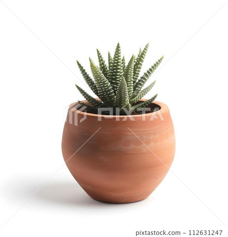 Succulent plant in a terracotta pot isolated on white background. simple and elegant indoor plant. home decor element. AI Succulent plant in a terracotta pot isolated on white background. simple and elegant indoor plant. home decor element. AI 112631247