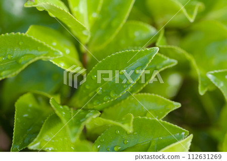 Leaves with waterdrops Leaves with waterdrops 112631269