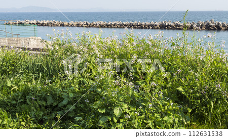 beautiful coastal scenery beautiful coastal scenery 112631538