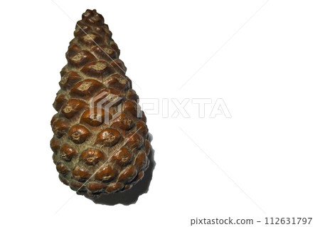 Pine tree cone isolated on white background, blank for artwork. New Year's eve theme 112631797