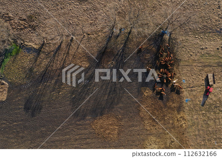 Flying above grazing cows on a farmland, tree shadows on meadow, aerial view Flying above grazing cows on a farmland, tree shadows on meadow, aerial view 112632166