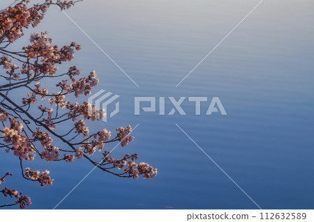 Sakura and ripples Sakura and ripples 112632589